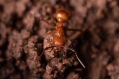 Dolichoderus abruptus