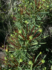 Euphorbia loricata