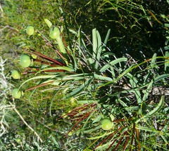 Euphorbia loricata