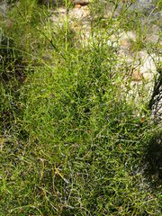 Restio gaudichaudianus