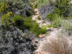 Restio gaudichaudianus