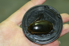 Dytiscus dimidiatus