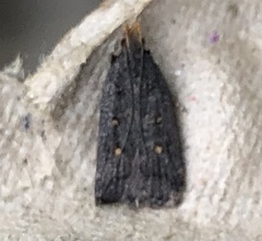 Dichomeris juncidella