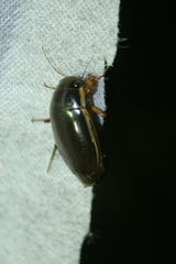 Dytiscus dimidiatus