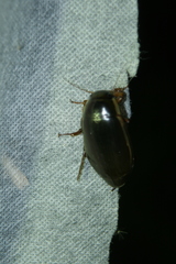 Dytiscus dimidiatus