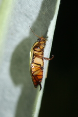 Dytiscus dimidiatus