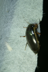 Dytiscus dimidiatus