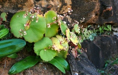 Crassula umbella