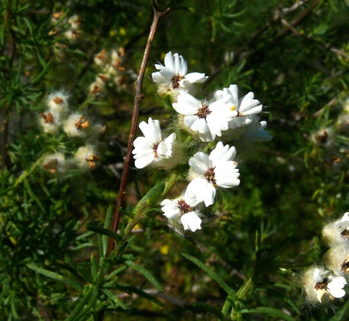 Eriocephalus aromaticus · iNaturalist