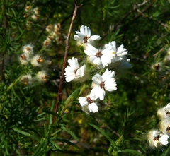Eriocephalus aromaticus