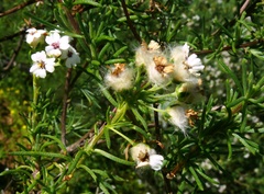 Eriocephalus aromaticus