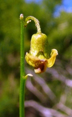 Lessertia spinescens