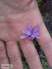 Heliophila juncea