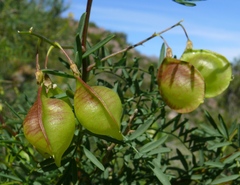 Lessertia spinescens