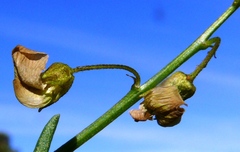 Lessertia spinescens