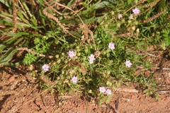 Spergularia rupicola