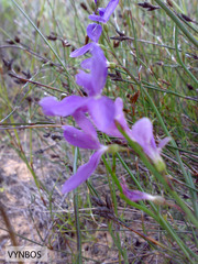 Heliophila juncea