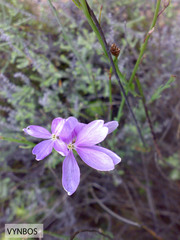 Heliophila juncea