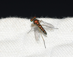 Condylostylus flavipes