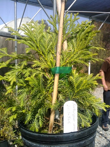 Xanthocyparis vietnamensis