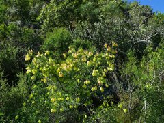 Lessertia spinescens