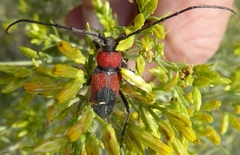 Crossidius coralinus