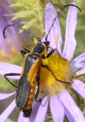 Chauliognathus deceptus