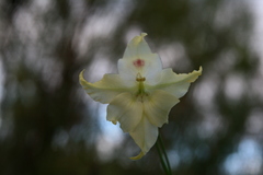 Gladiolus maculatus
