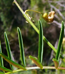 Lessertia spinescens