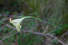 Gladiolus maculatus