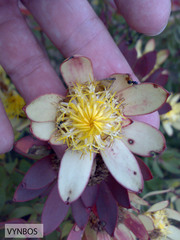 Leucadendron sessile