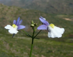 Nemesia affinis