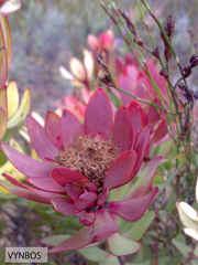 Leucadendron sessile