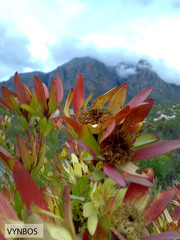 Leucadendron sessile