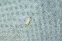 Hypsotropa unipunctella