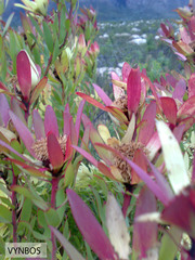 Leucadendron sessile