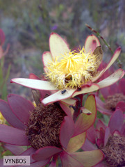 Leucadendron sessile