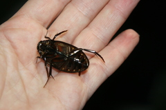 Hydrophilus aterrimus