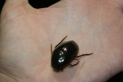 Hydrophilus aterrimus