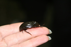 Hydrophilus aterrimus