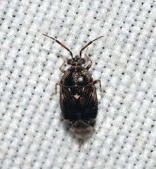 Deraeocoris nebulosus