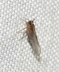 Muellerianella laminalis