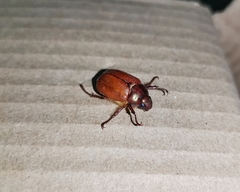 Aulacopalpus castaneus