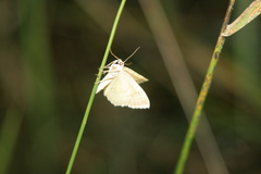 Camptogramma bilineata