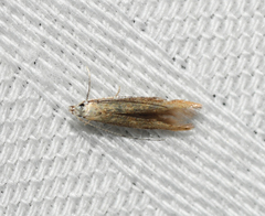 Batrachedra pinicolella