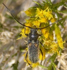 Crossidius pulchellus