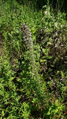 Liatris carrizana