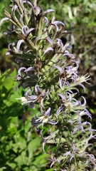Liatris carrizana
