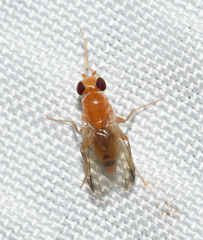 Sobarocephala flaviseta