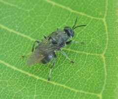 Cyphomyia erecta